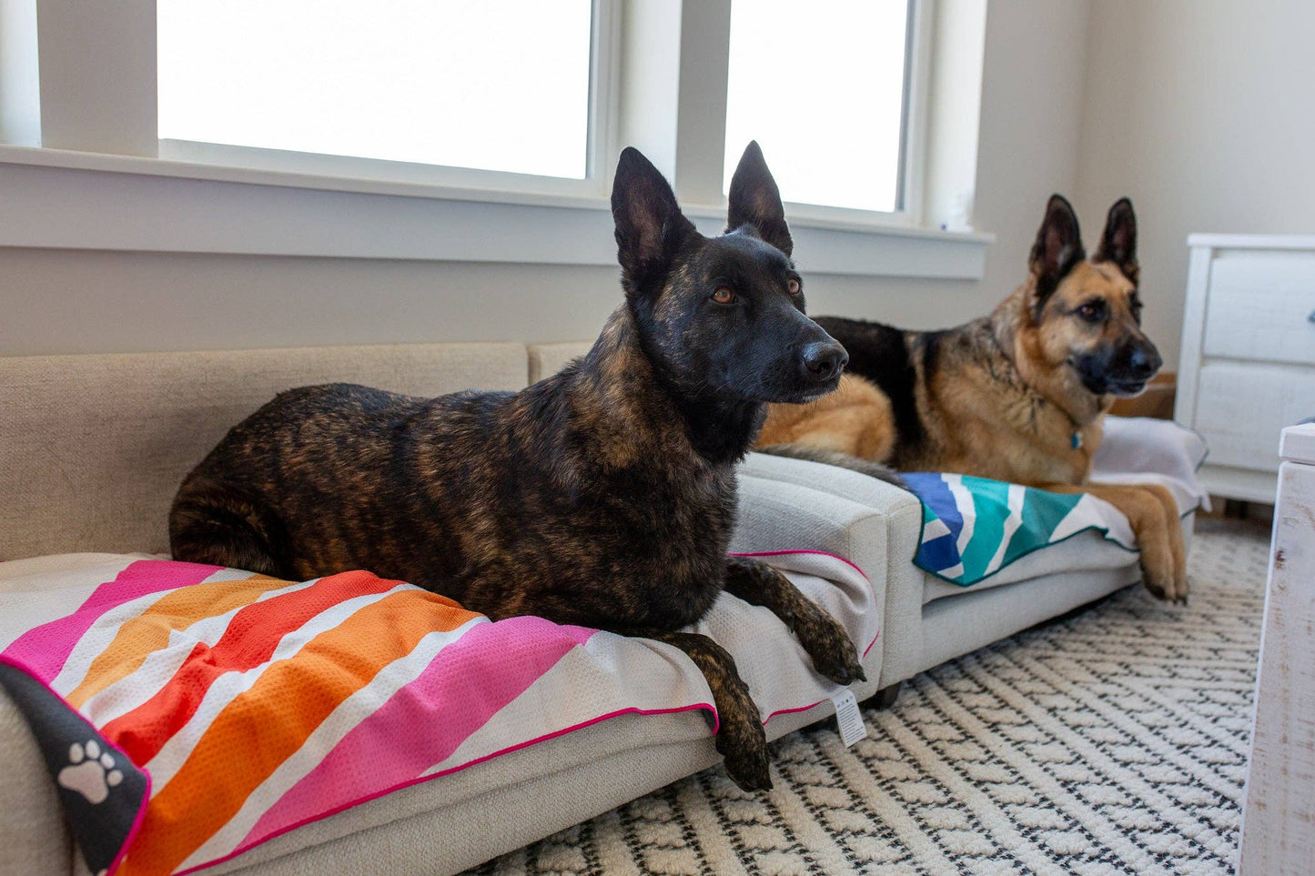 Pup-arazzi